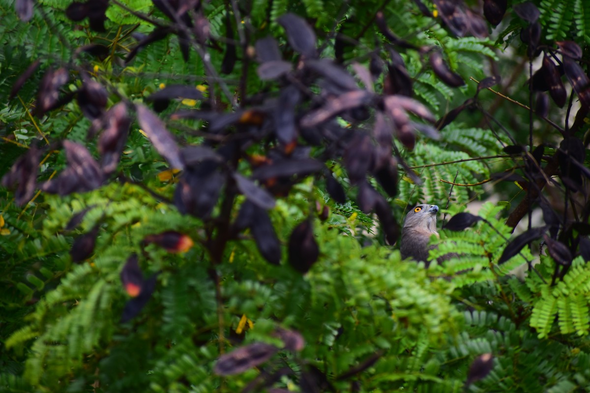 タカサゴダカ - ML644207661