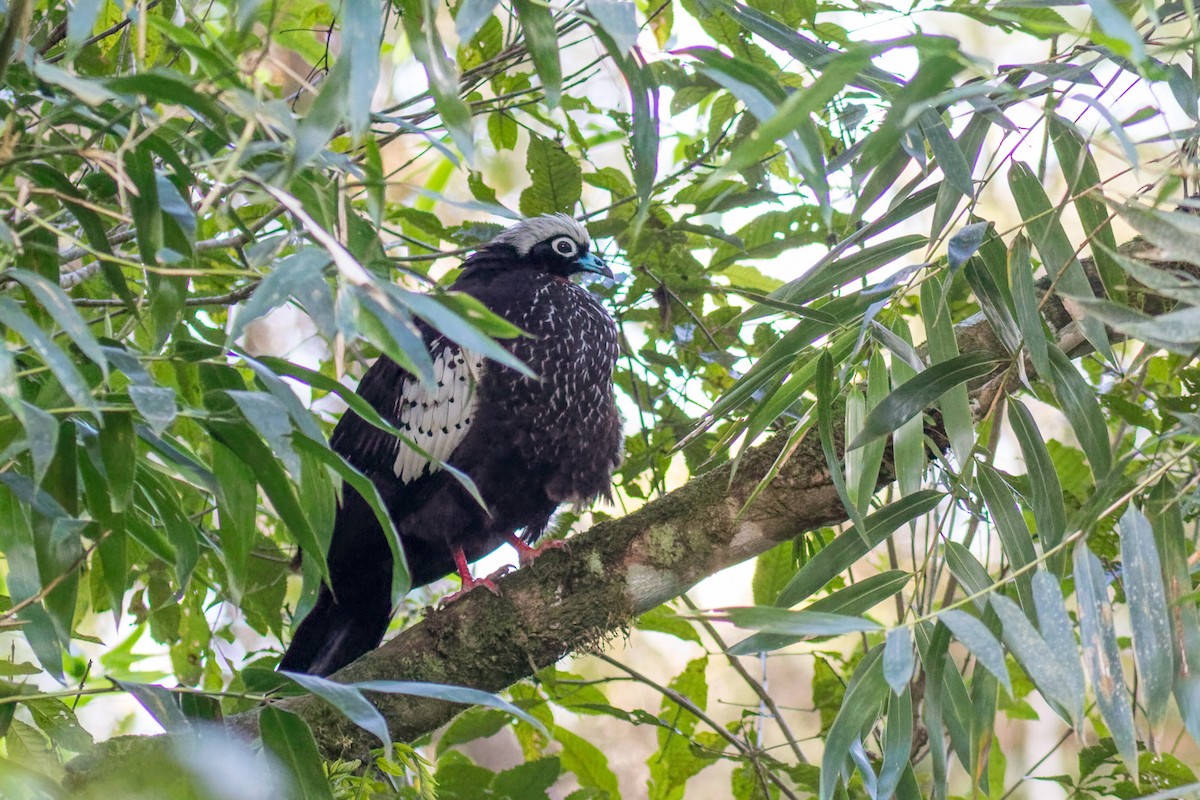 Black-fronted Piping-Guan - ML644207673