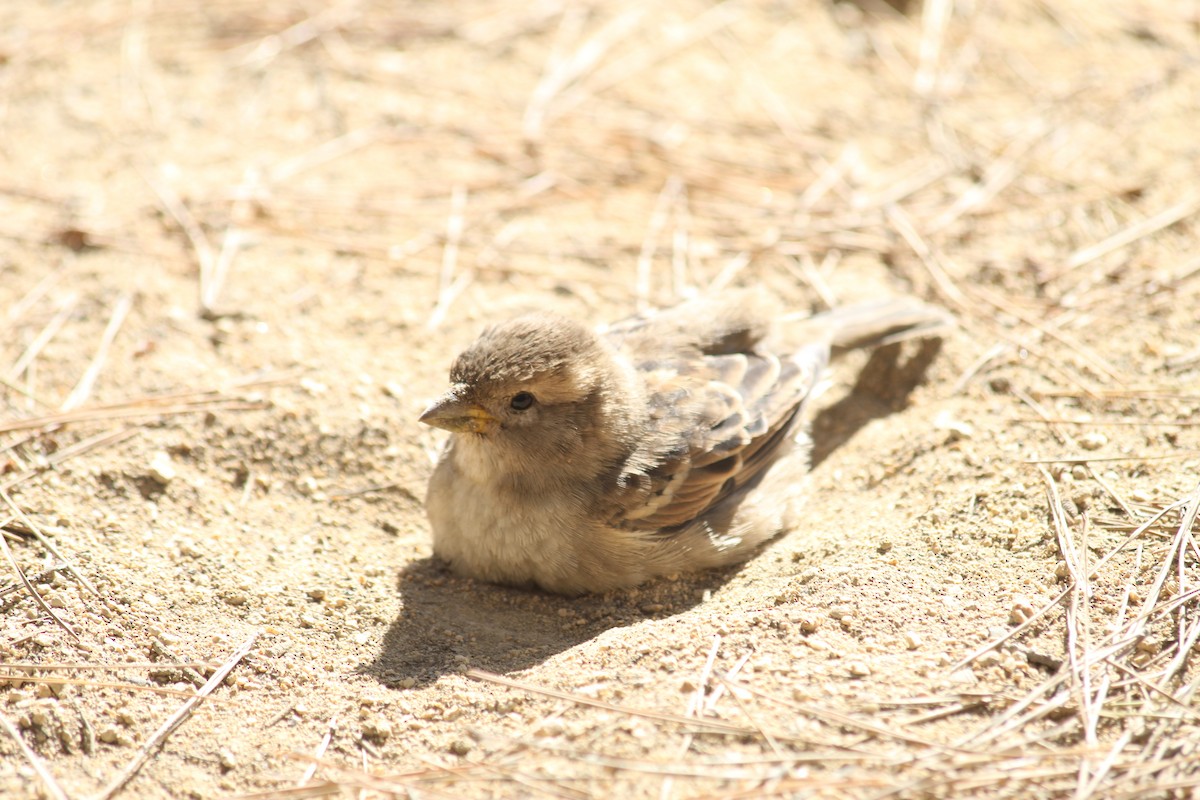 House Sparrow - ML644207678