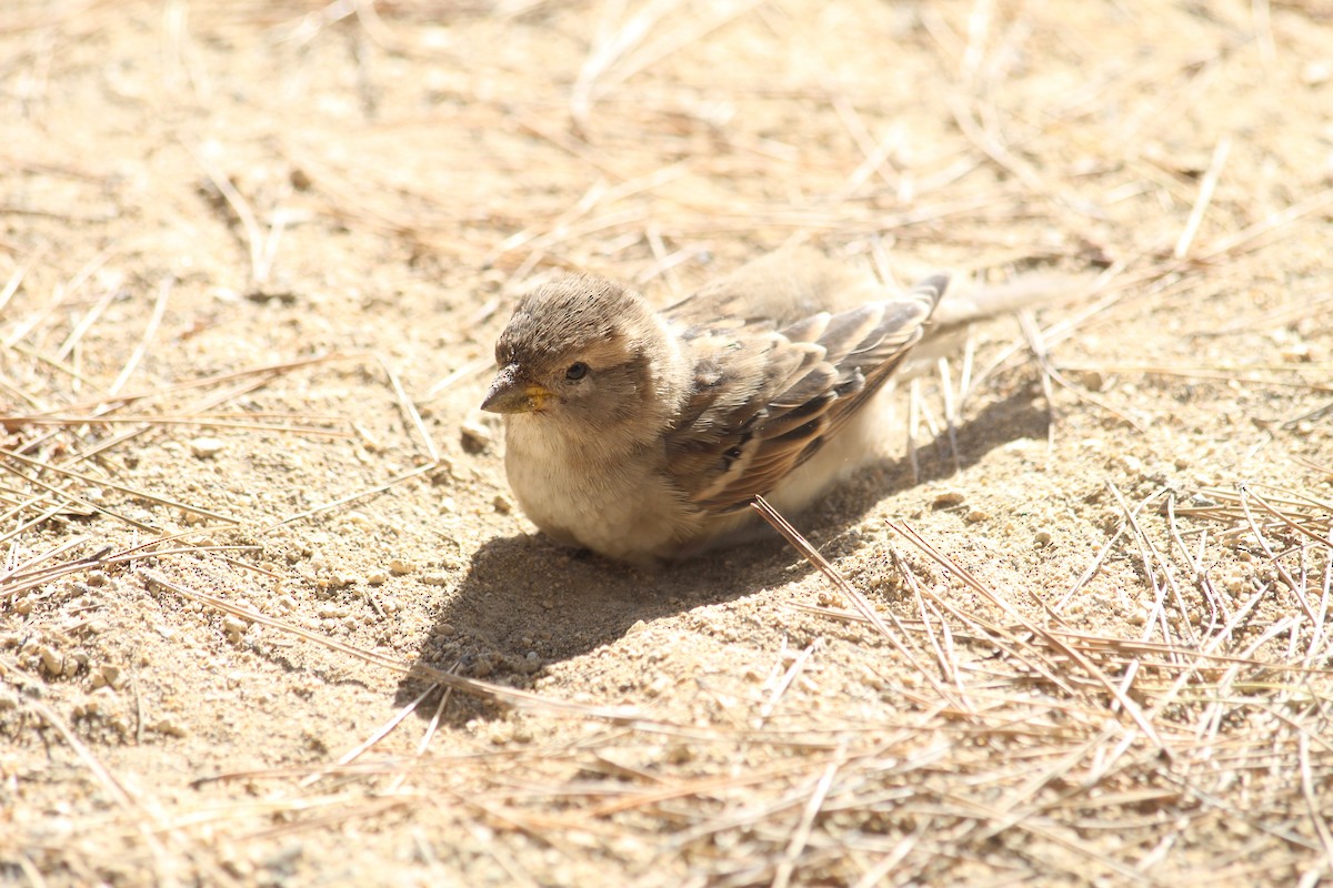 House Sparrow - ML644207679