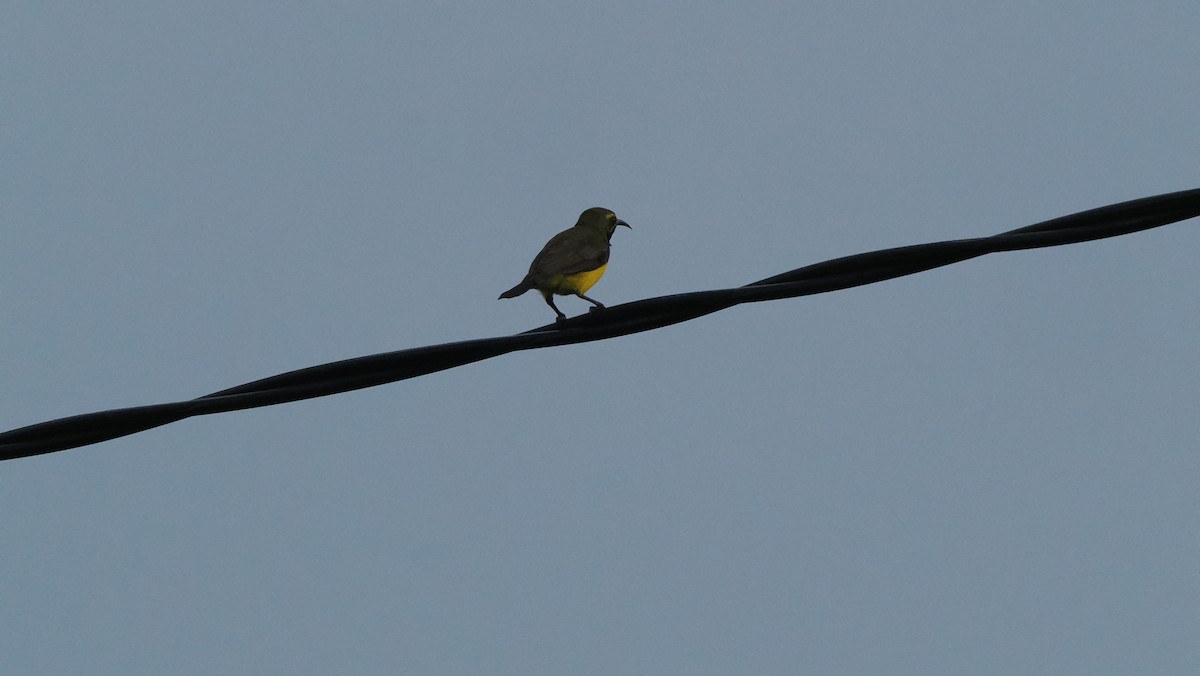 Sahul Sunbird - ML644207692