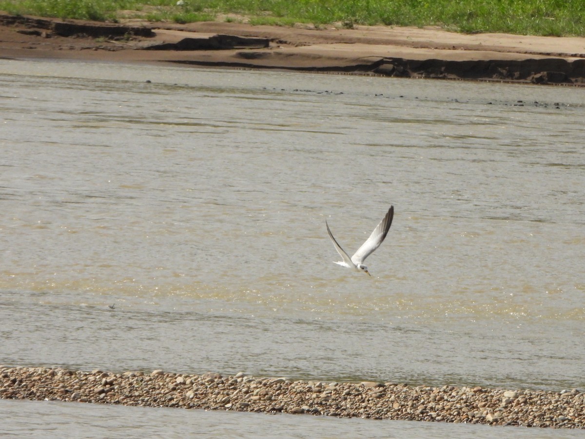 Yellow-billed Tern - ML644207693