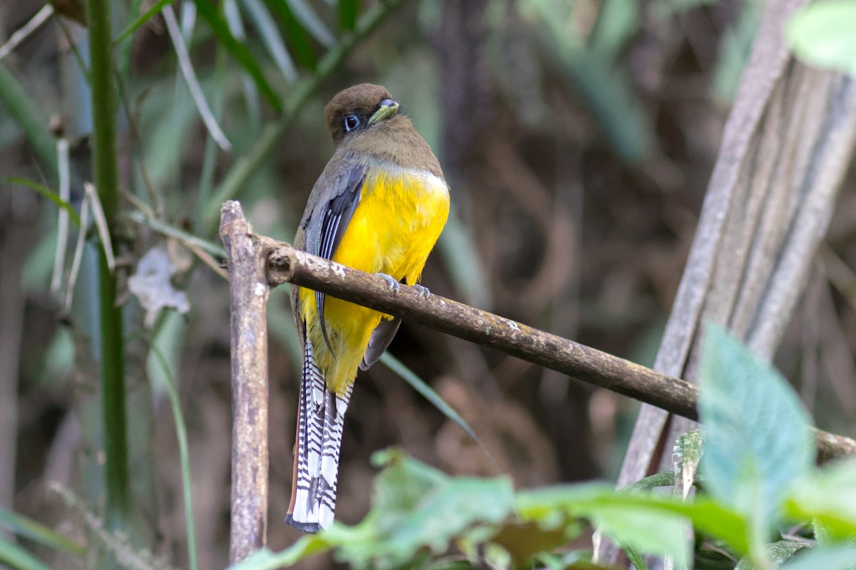 søredeltrogon - ML644207694