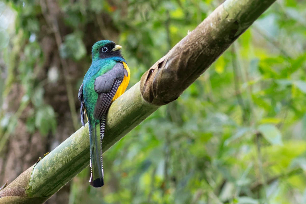 søredeltrogon - ML644207695