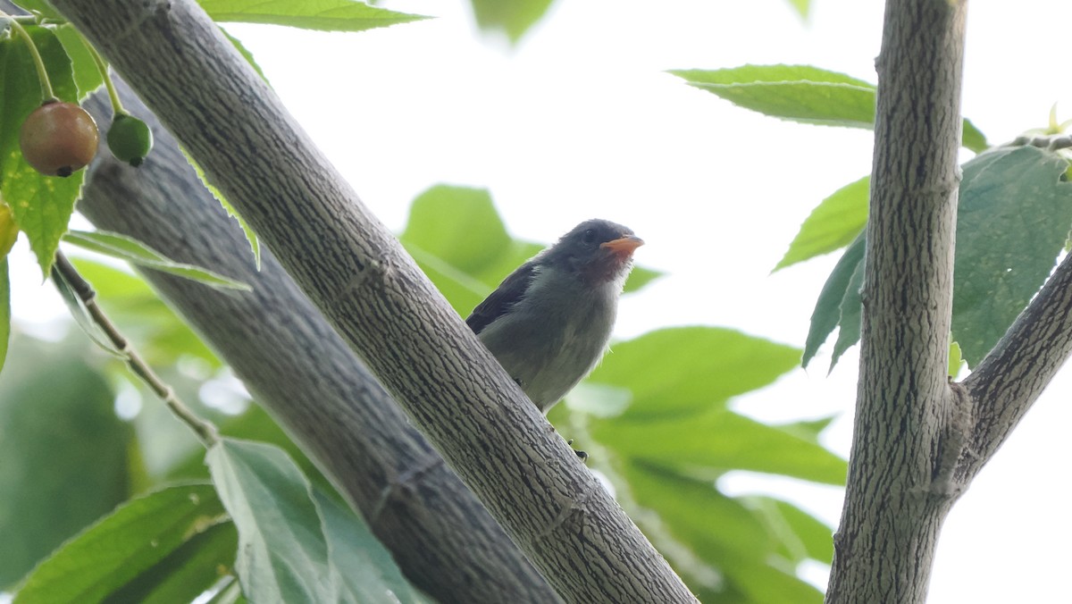 Gray-sided Flowerpecker (Gray-sided) - ML644207711