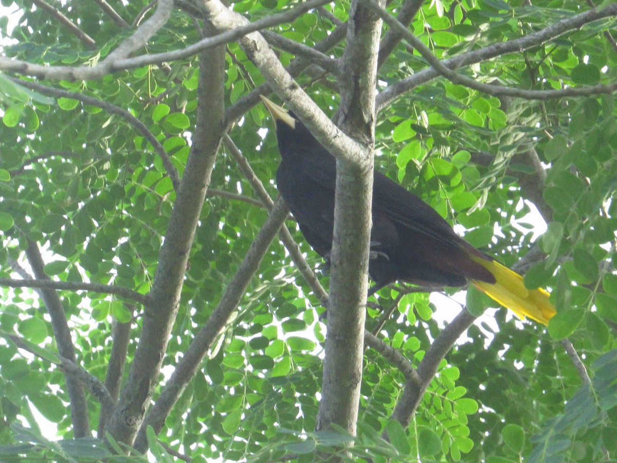 Crested Oropendola - ML644207717