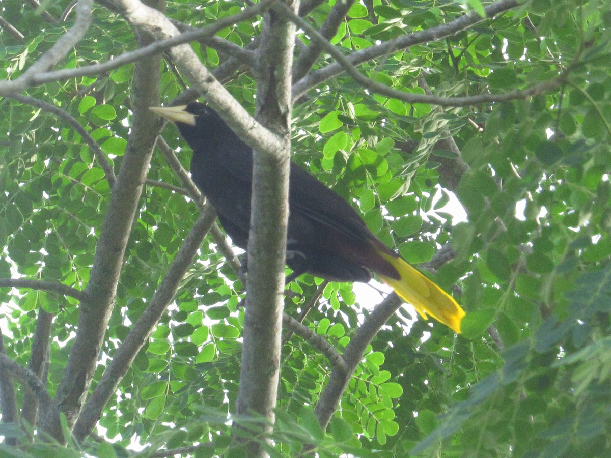 Crested Oropendola - ML644207718