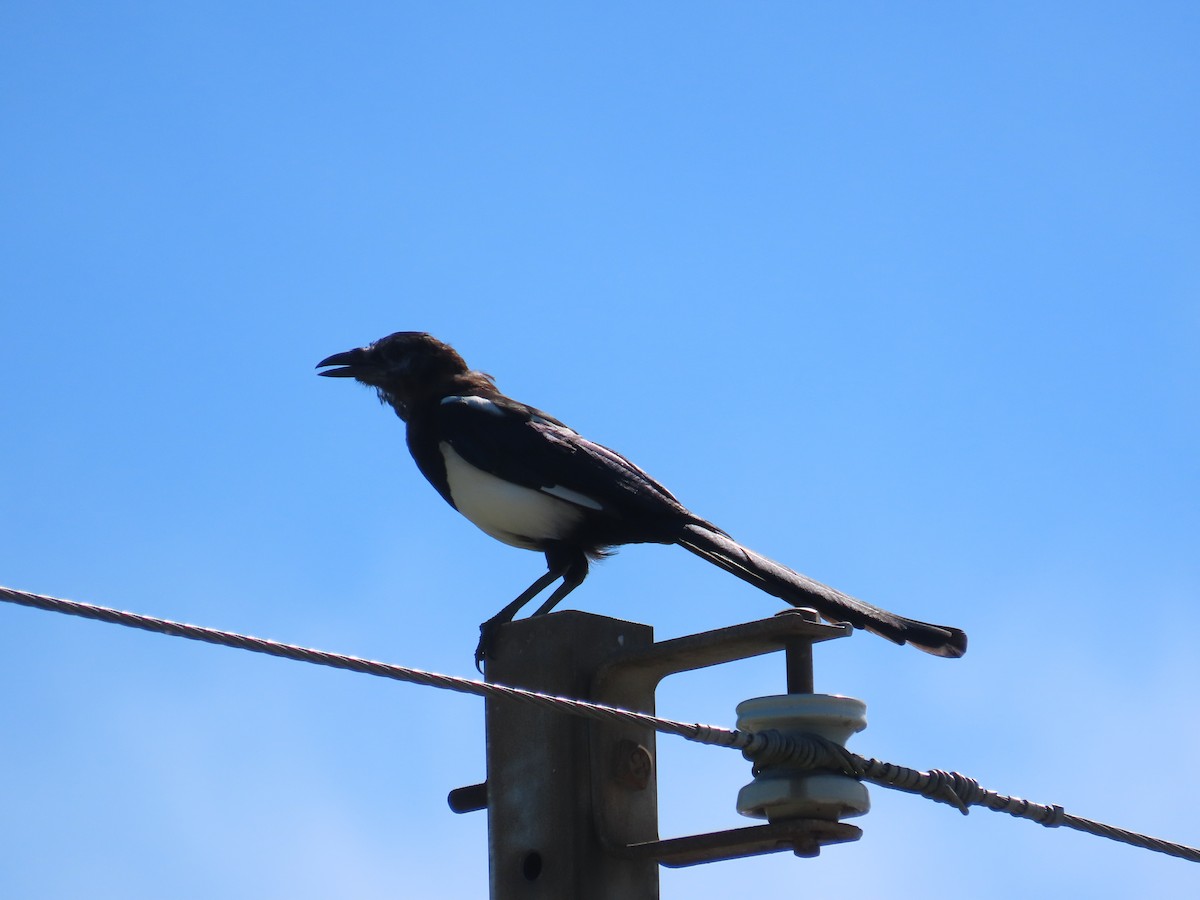 Oriental Magpie - ML644207730