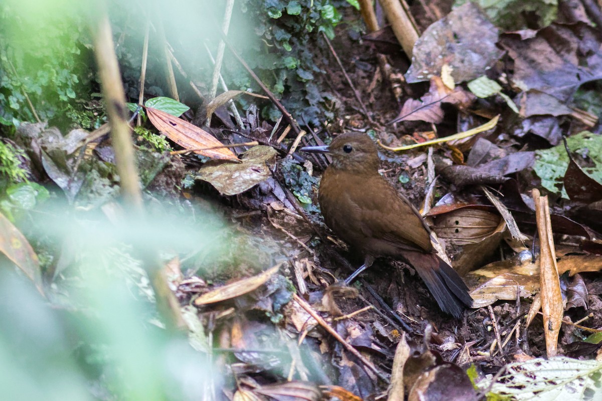 Sclérure à poitrine rousse (scansor) - ML644207735