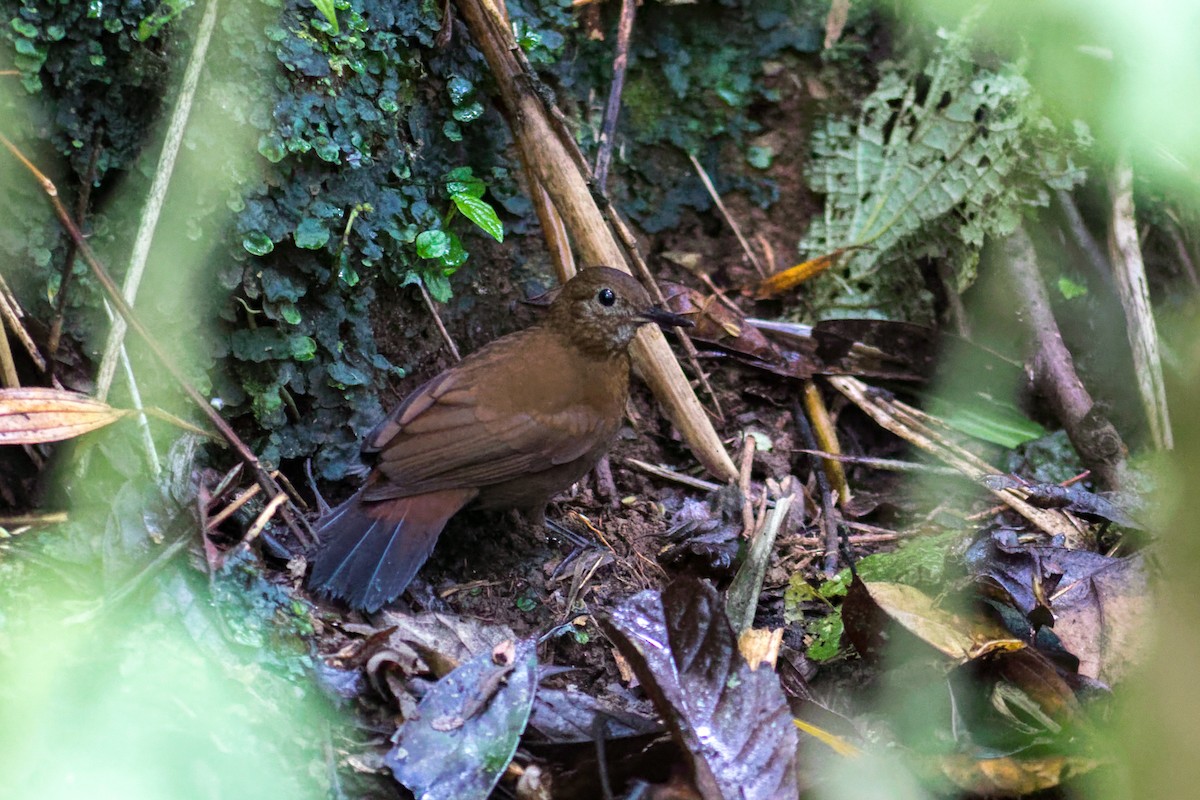 Sclérure à poitrine rousse (scansor) - ML644207736