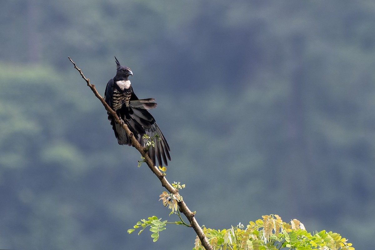 Black Baza - ML644207741