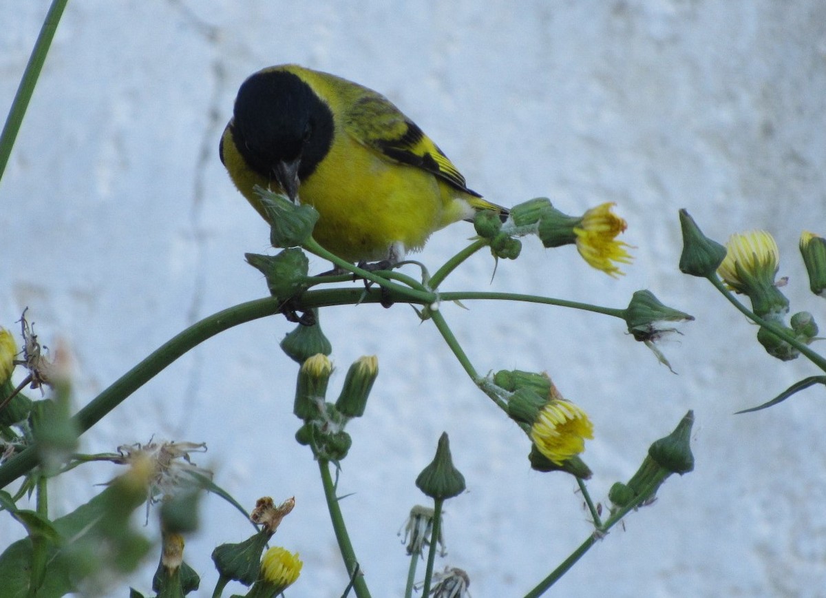 Hooded Siskin - ML644207742