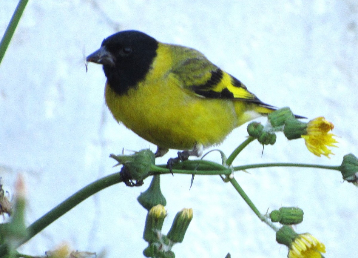 Hooded Siskin - ML644207743