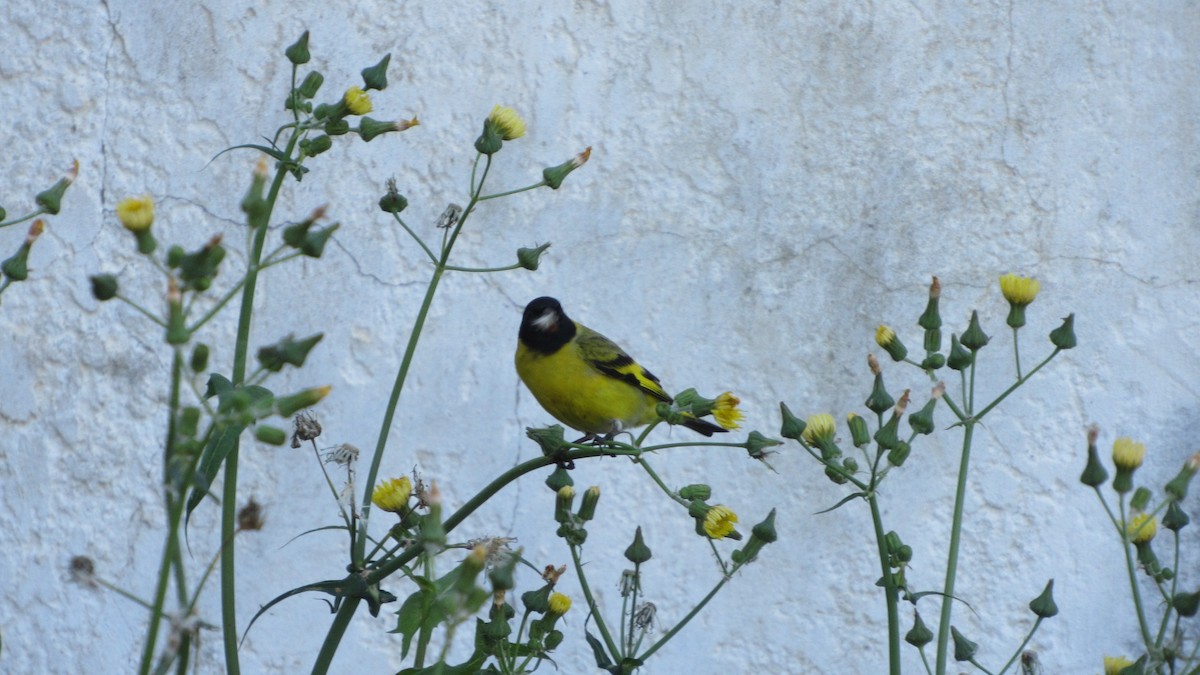 Hooded Siskin - ML644207744