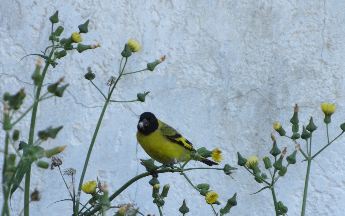 Hooded Siskin - ML644207745