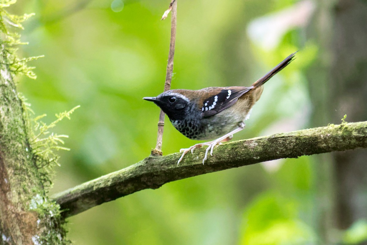 Hormiguero Escamoso - ML644207756