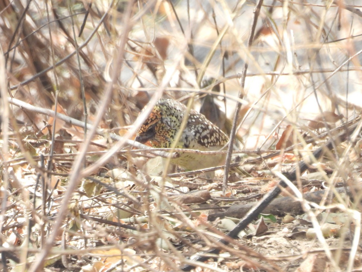 småperleskjeggfugl (darnaudii/boehmi) - ML644207778