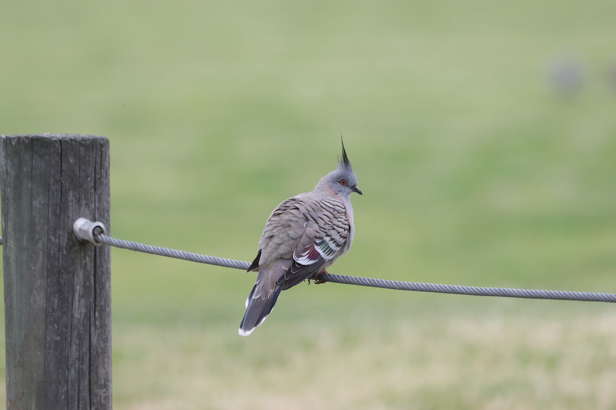 Spitzschopftaube - ML644207779