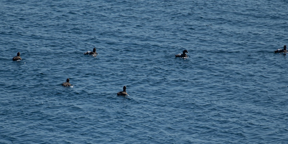 Common Eider - Martin Tremblay