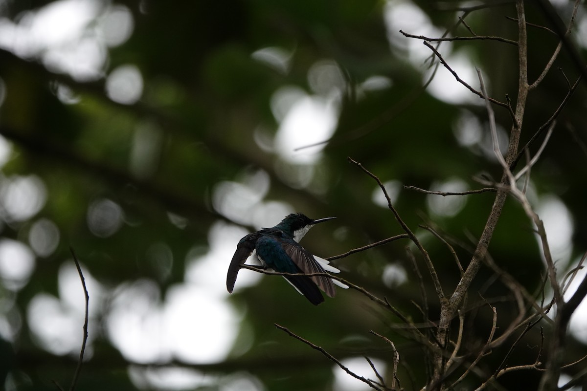 Purpurkron-Schmuckkolibri - ML644207790