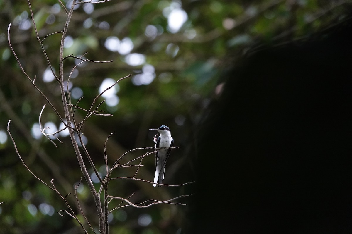 Purpurkron-Schmuckkolibri - ML644207792