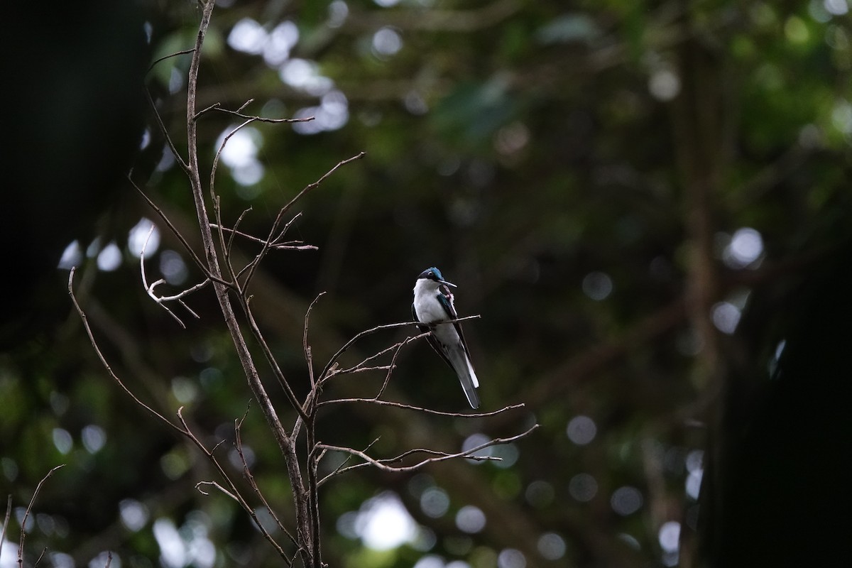 Purpurkron-Schmuckkolibri - ML644207794