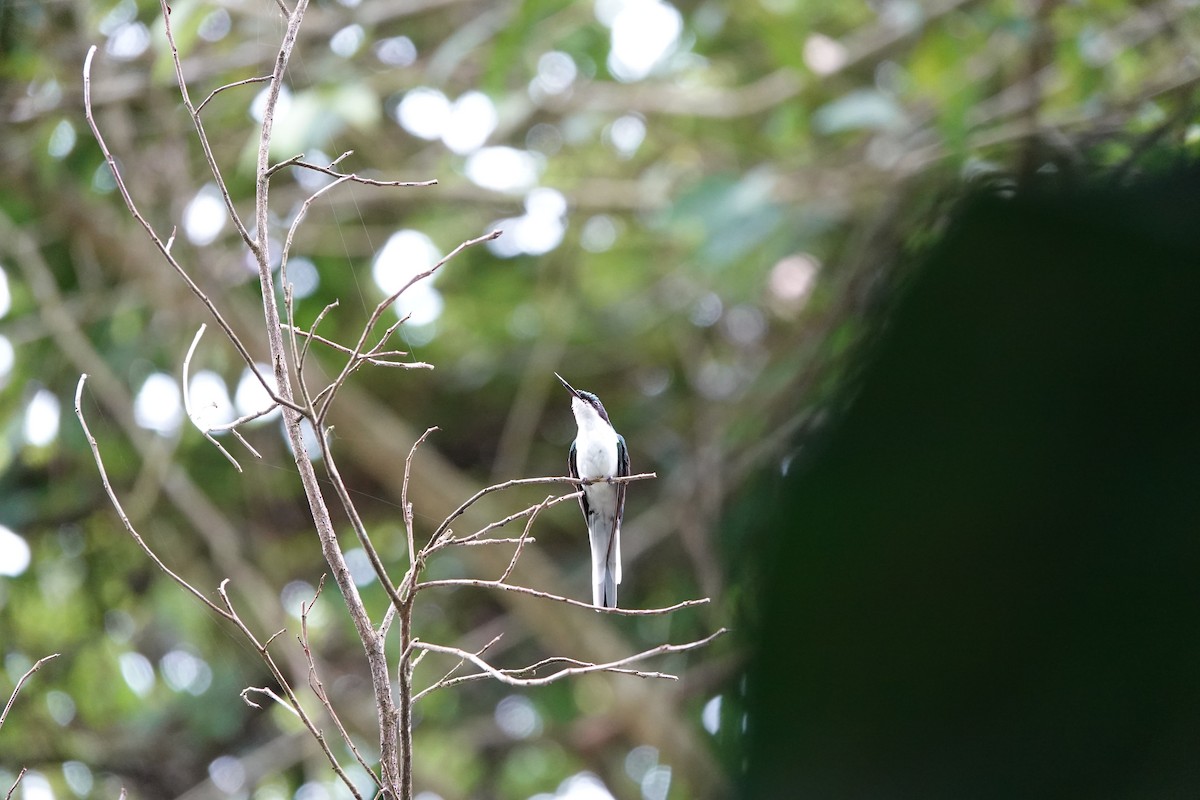 Purpurkron-Schmuckkolibri - ML644207799