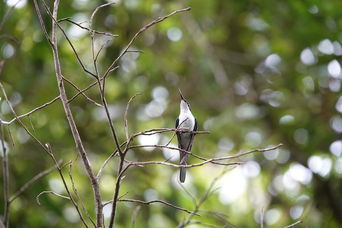 Purpurkron-Schmuckkolibri - ML644207800