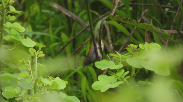 panenka muškátová - ML644207803