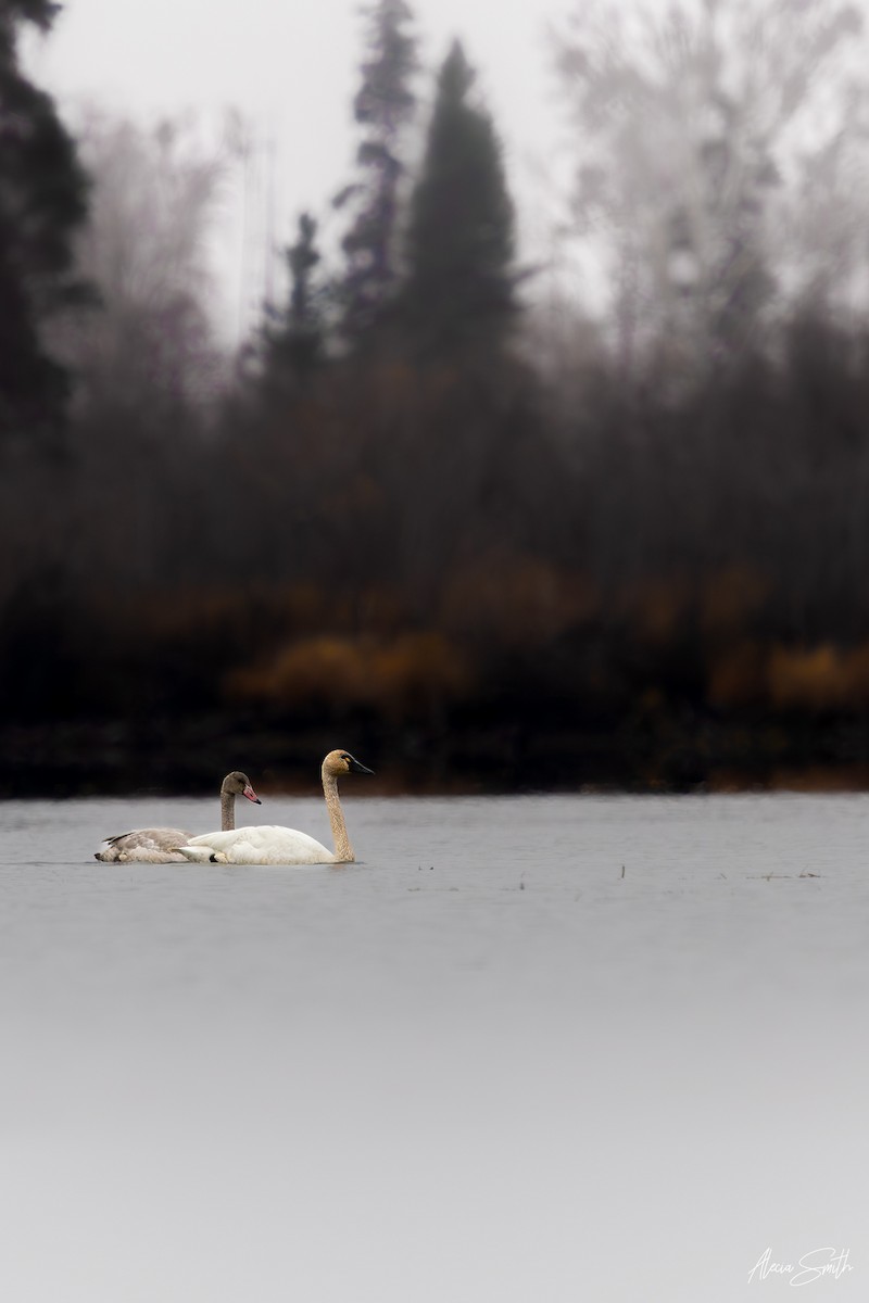 Tundra Swan - ML644207808