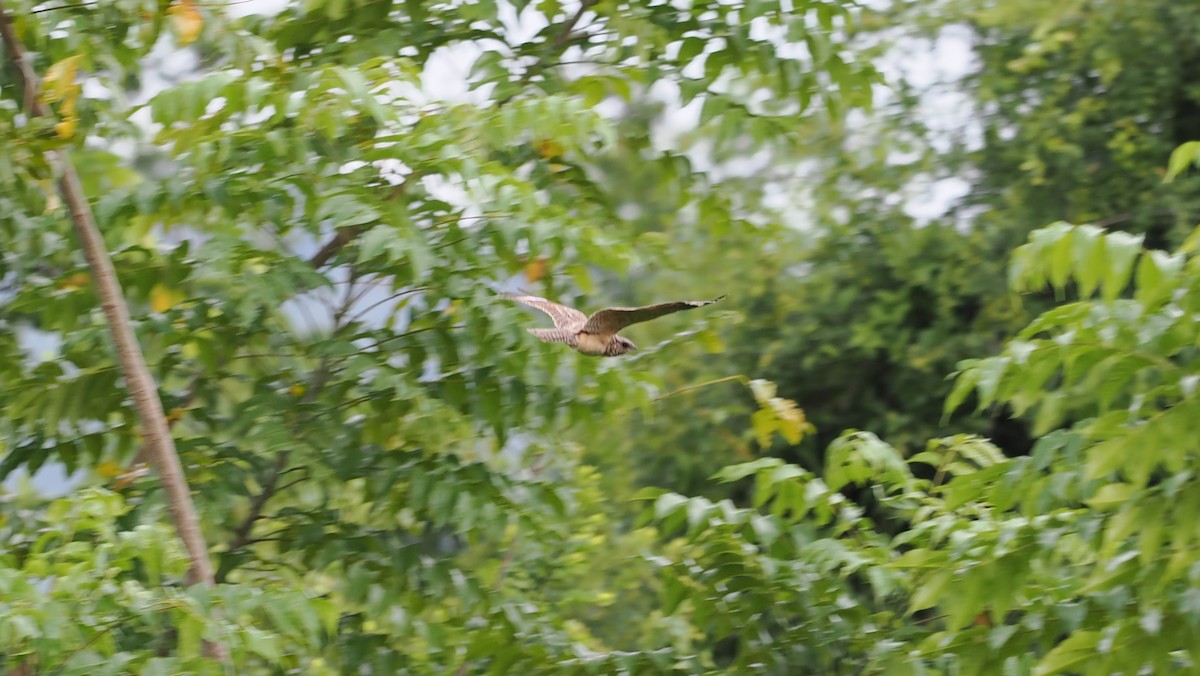 Savanna Nightjar (Sunda) - ML644207811