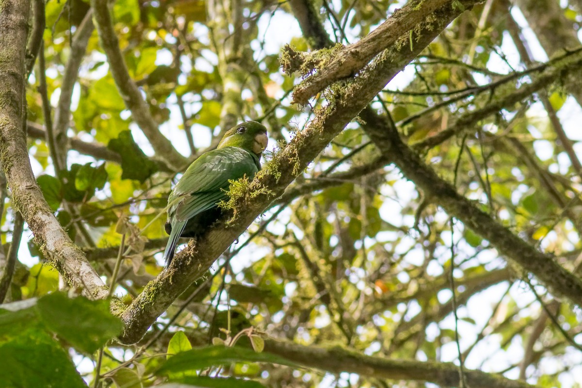 Папуга синьочеревий - ML644207812