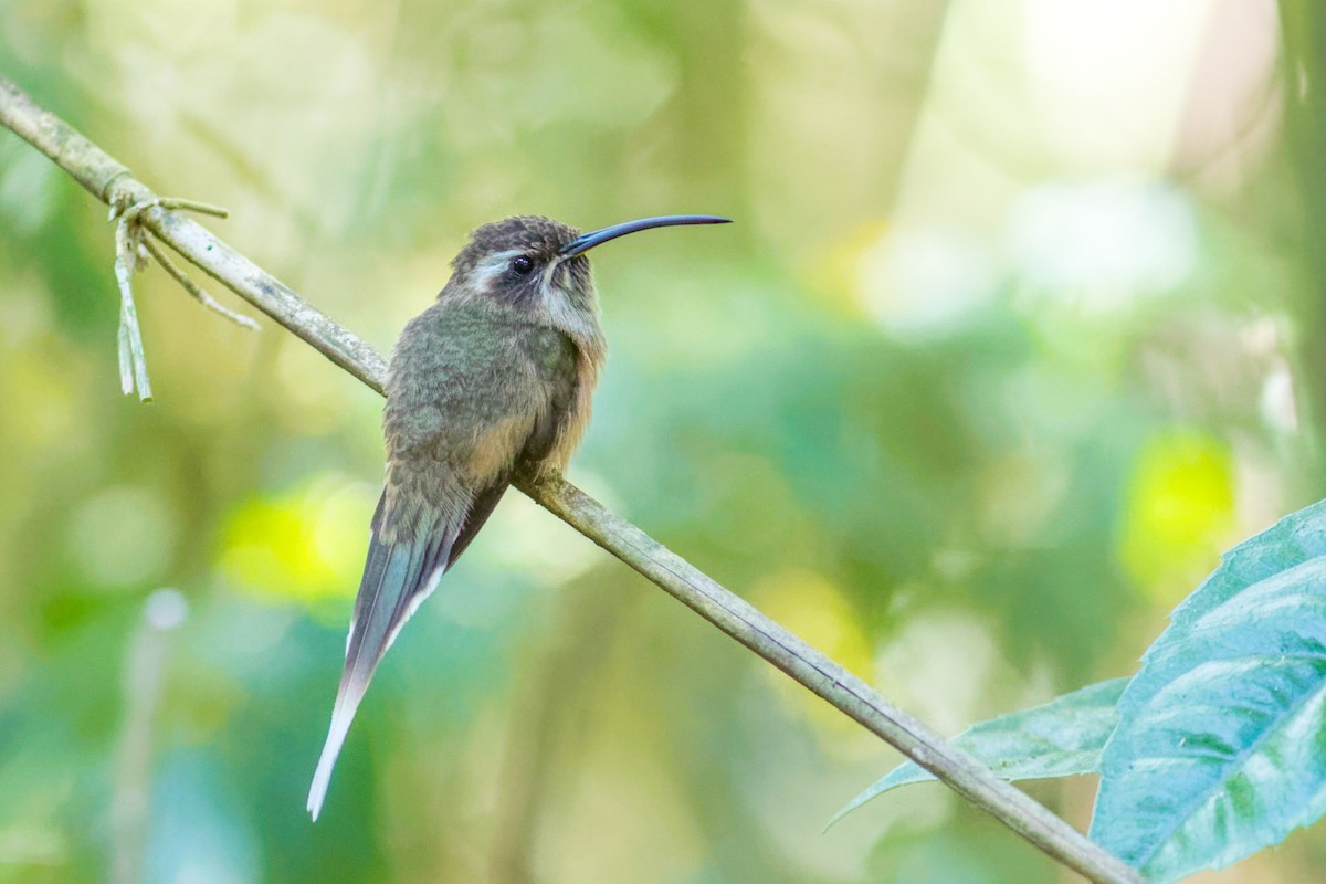 smusseremitt - ML644207827