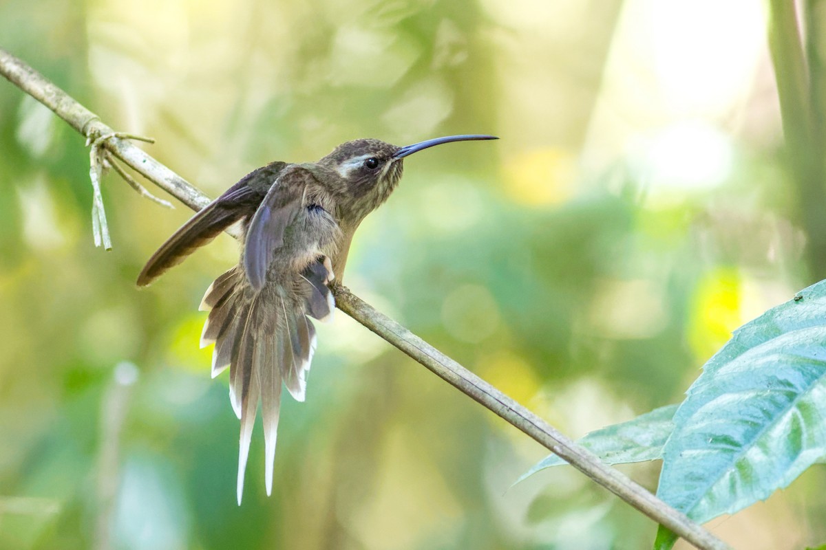 smusseremitt - ML644207828