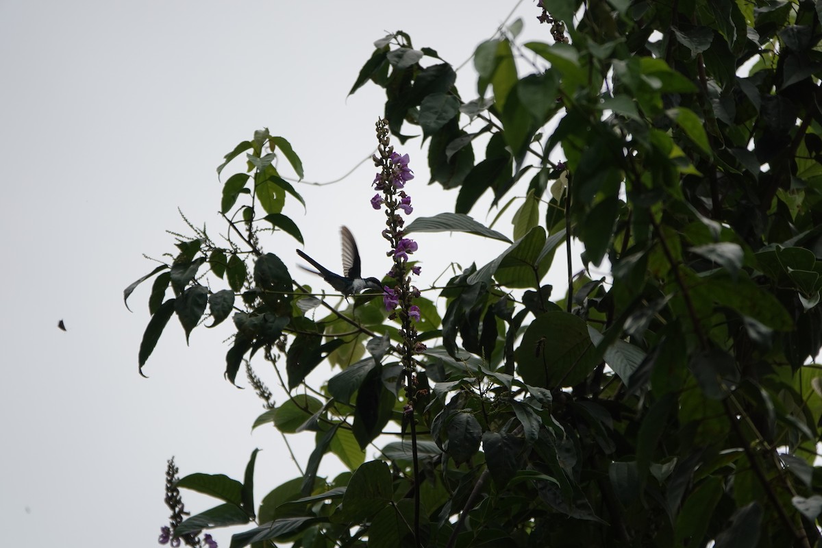 Purpurkron-Schmuckkolibri - ML644207842