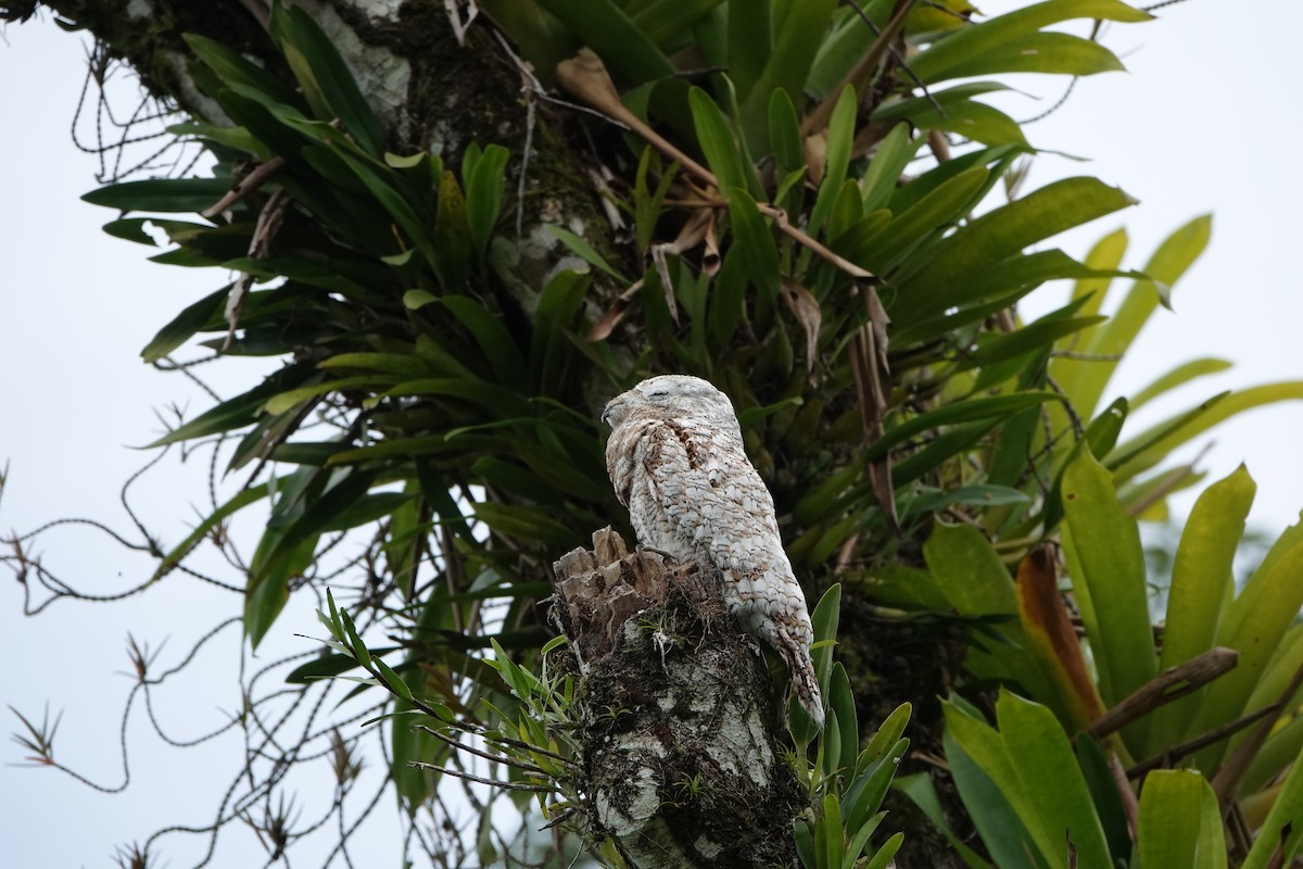 Great Potoo - ML644207860