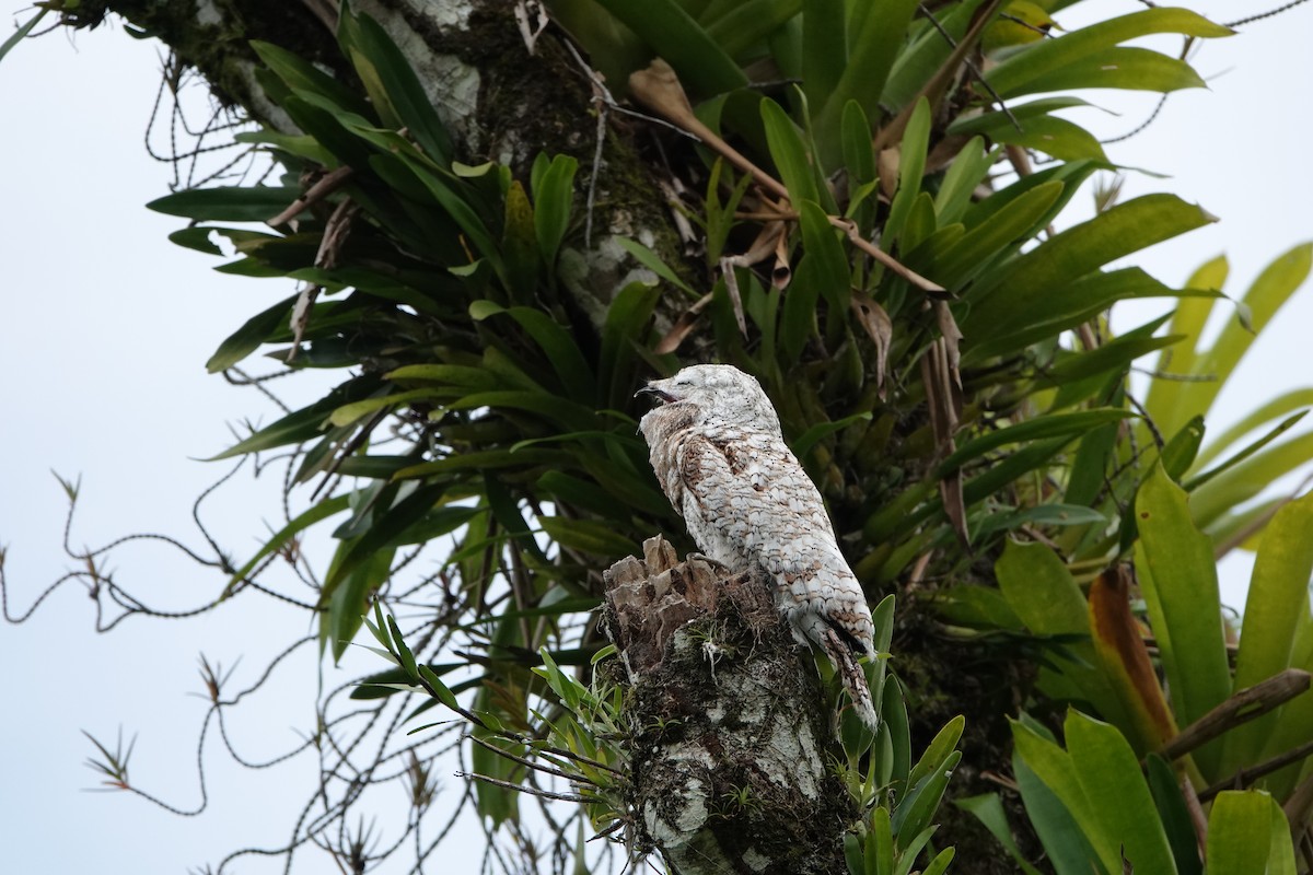 Great Potoo - ML644207861