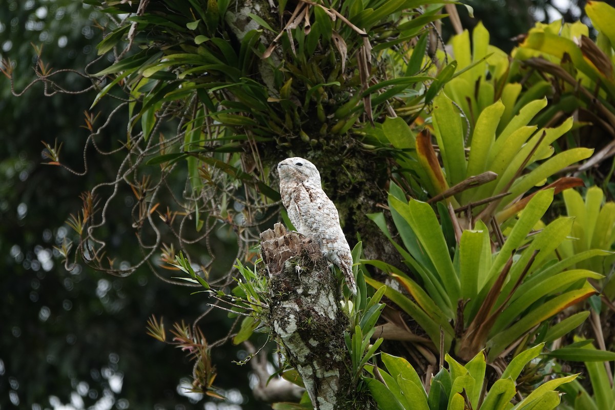 Great Potoo - ML644207862