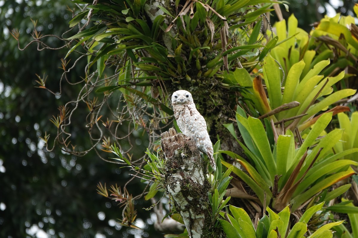 Great Potoo - ML644207863