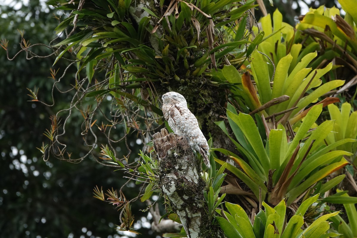 Great Potoo - ML644207864