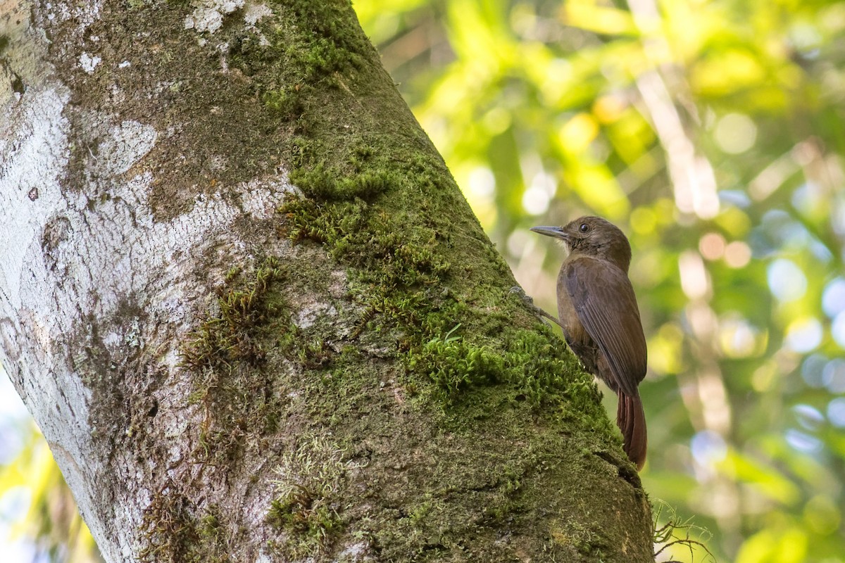ミナミコオニキバシリ（turdina） - ML644207865