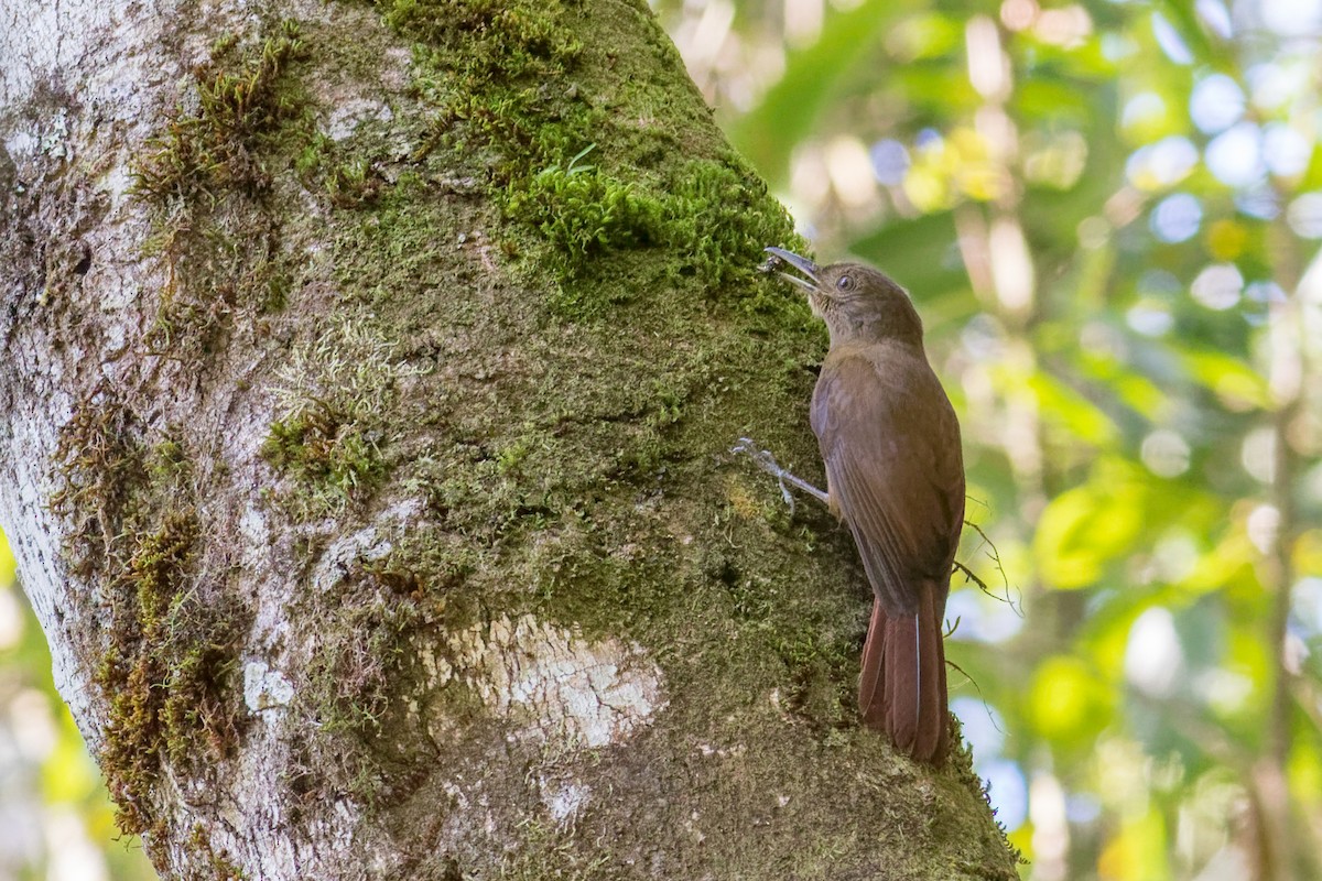 ミナミコオニキバシリ（turdina） - ML644207867
