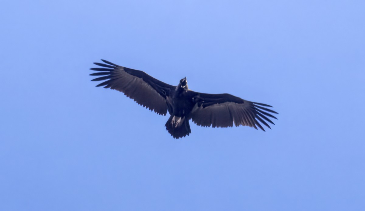 Cinereous Vulture - ML644207884