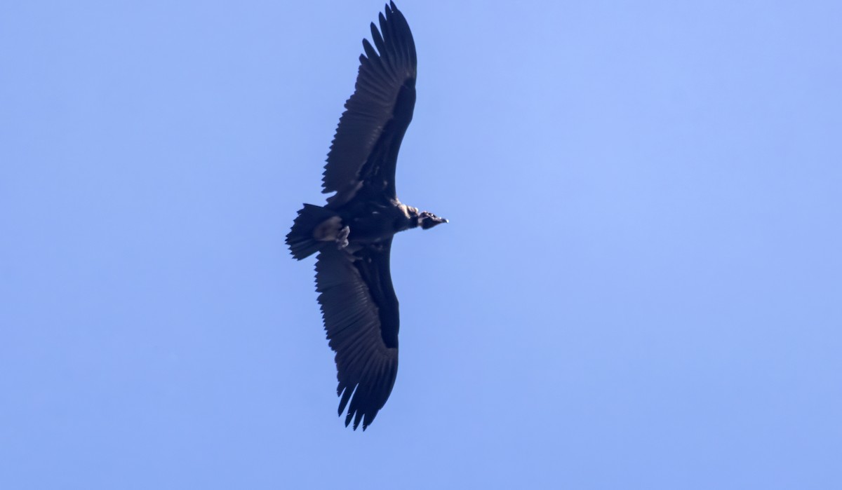 Cinereous Vulture - ML644207885