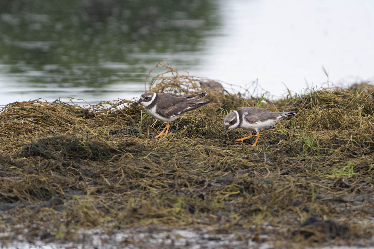 Common Ringed Plover - ML644207888