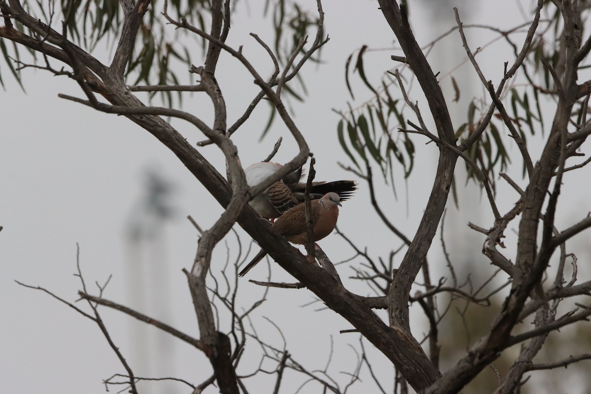 Spitzschopftaube - ML644207902