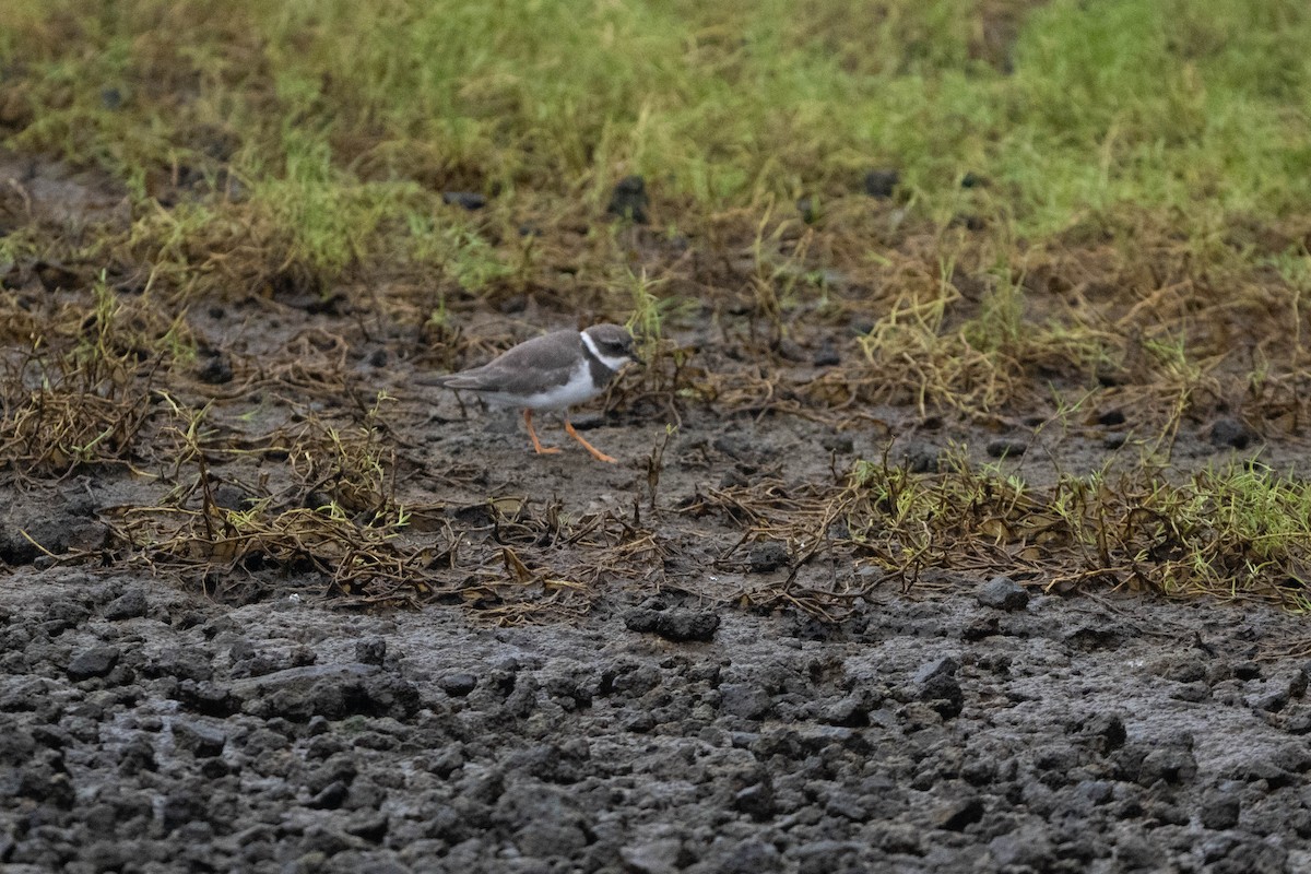 Common Ringed Plover - ML644207910