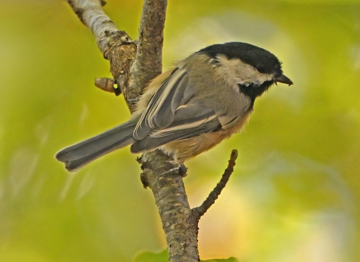 amerikameis - ML644207915