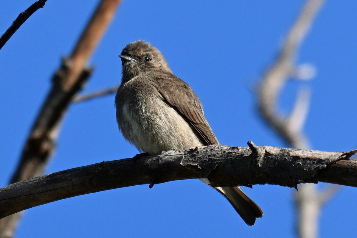 ヒメミツオシエ - ML644207924