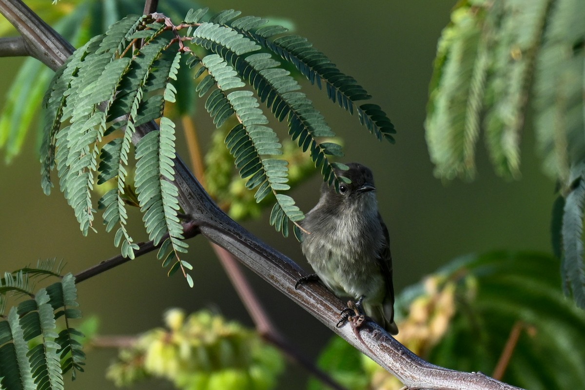 ヒメミツオシエ - ML644207925